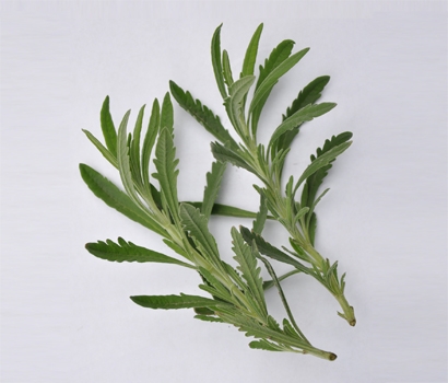 有機新鮮甜薰衣草 10 公克