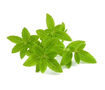 有機新鮮檸檬馬鞭草 10 公克 (含梗)