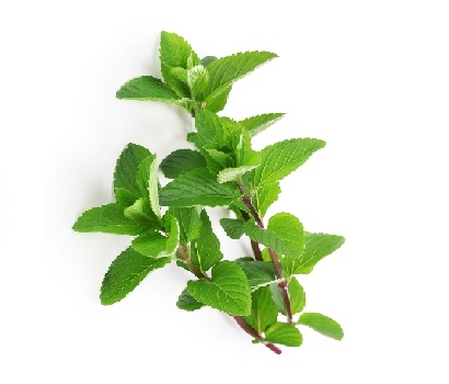 有機新鮮綠薄荷 (含梗) (10公克)