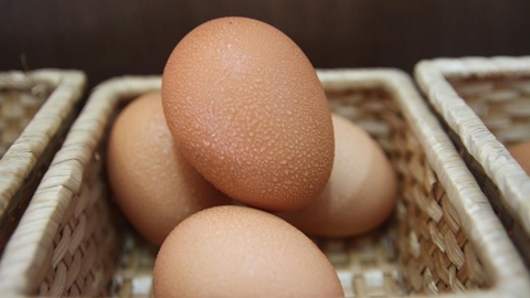 破解毒蛋困境　黃馨發掘吉安鄉農業亮點推有機產業